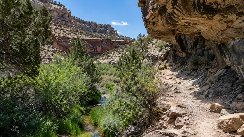 A dry high desert canyon trail with a narrow green seep near a rock wall
